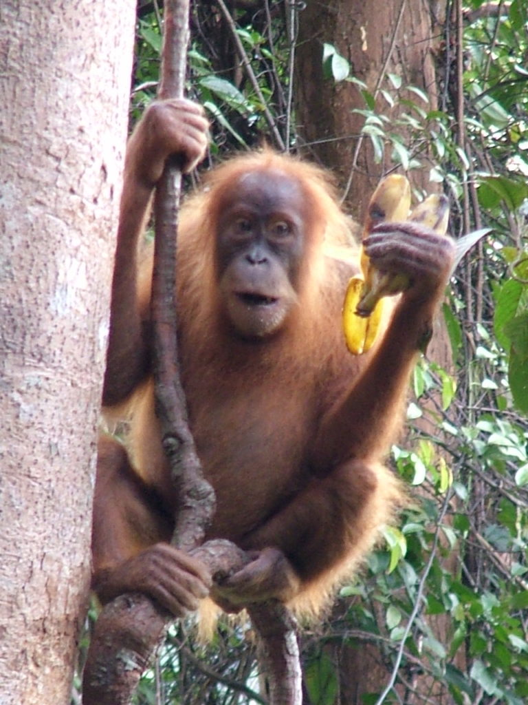 Orangutangus Tropical Rainforest Sumatra