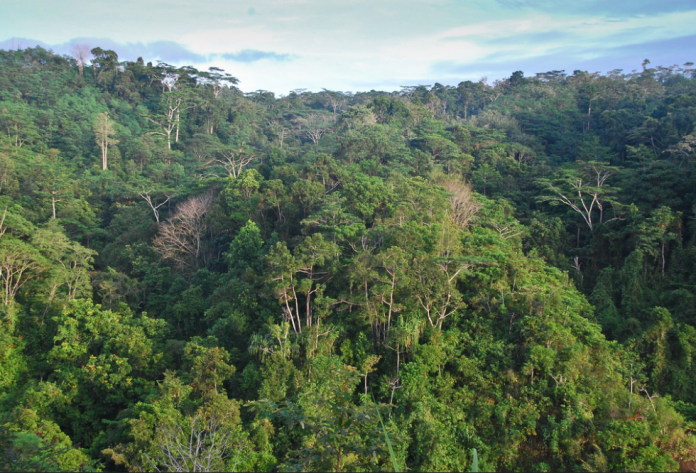 New Guinea Rainforest