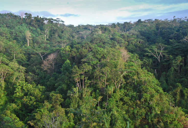 where is the new guinea rainforest located on a map